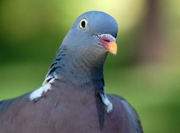 Google Pigeon update