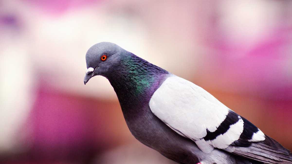 pigeon update